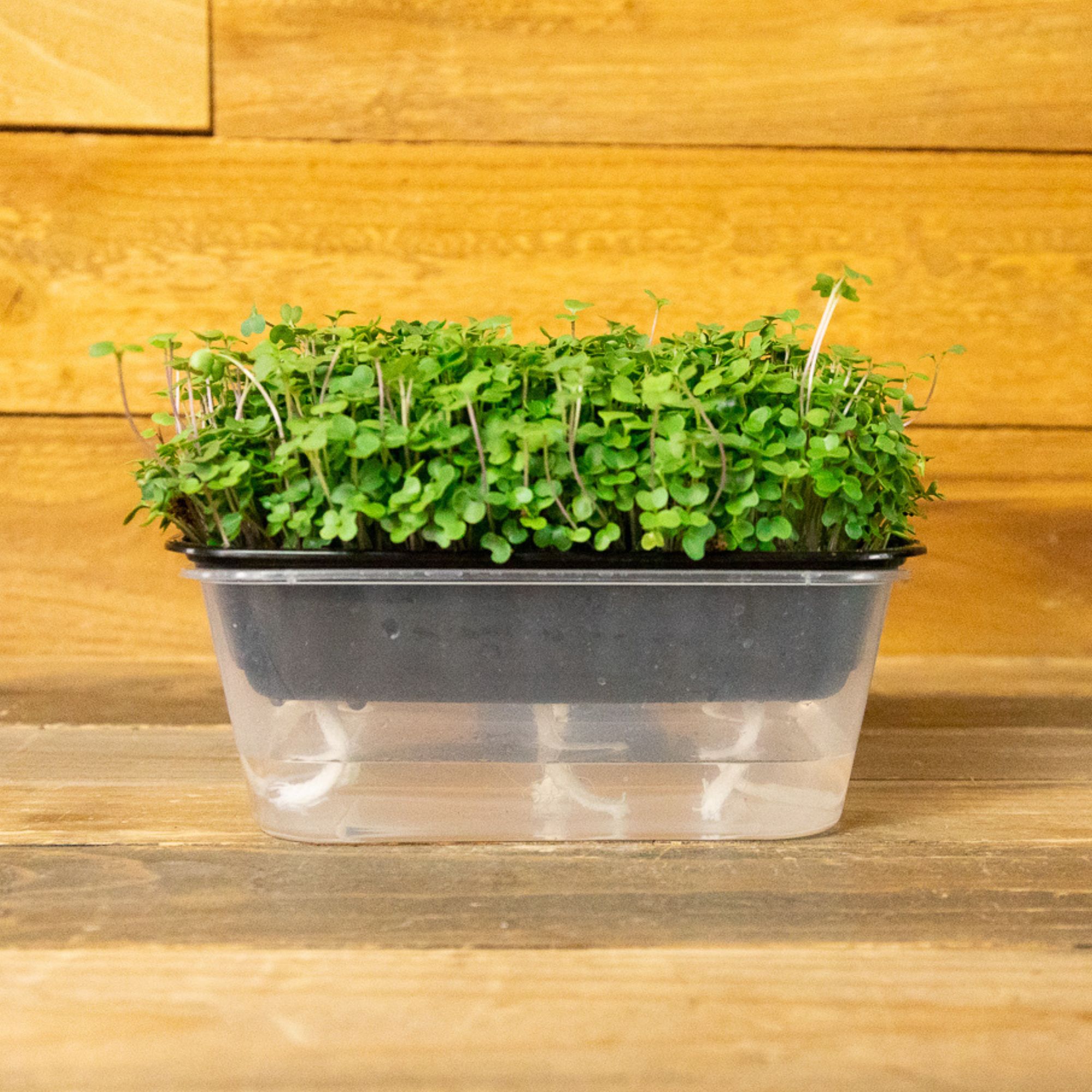 Superfoods Microgreens Mix - 1 Oz ~10,080 Seeds - Buy Non-GMO Farm, Gardening Seeds Online - Broccoli, Kohlrabi, Collards, Turni